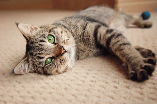cat-on-carpet