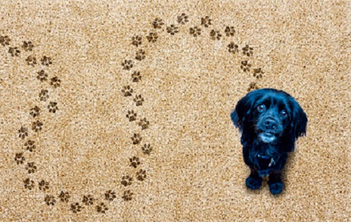 Keep your pet out of the doghouse, call Pulliam Morris for pet friendly carpet!